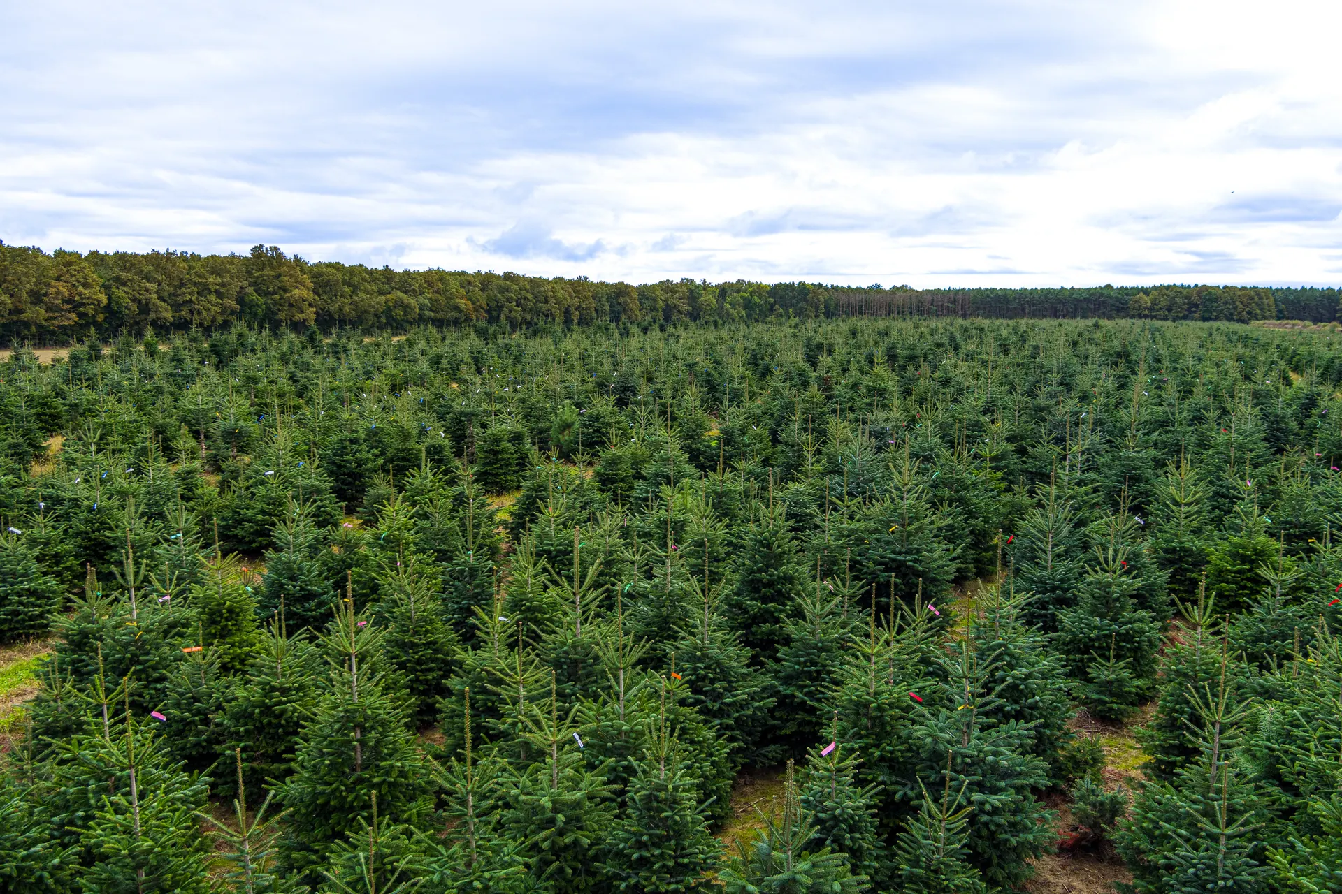 Plantacja choinek w Austrii, z której wybieramy drzewka